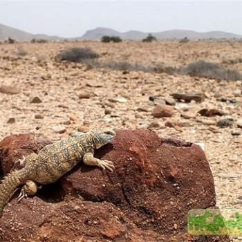 Uromastyx macfadyeni (Шипохвост макфадена)