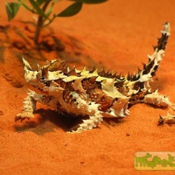 Moloch horridus (Молох)