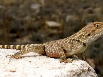 Agama sanguinolenta (Агама степная)