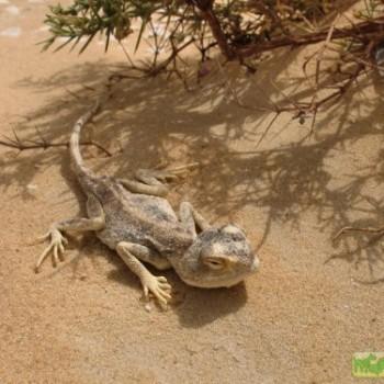 Agama ruderata (Агама руинная)