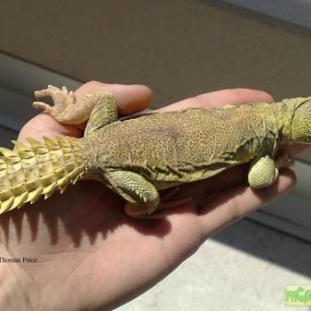 Uromastyx princeps (Шипохвост сомалийский)