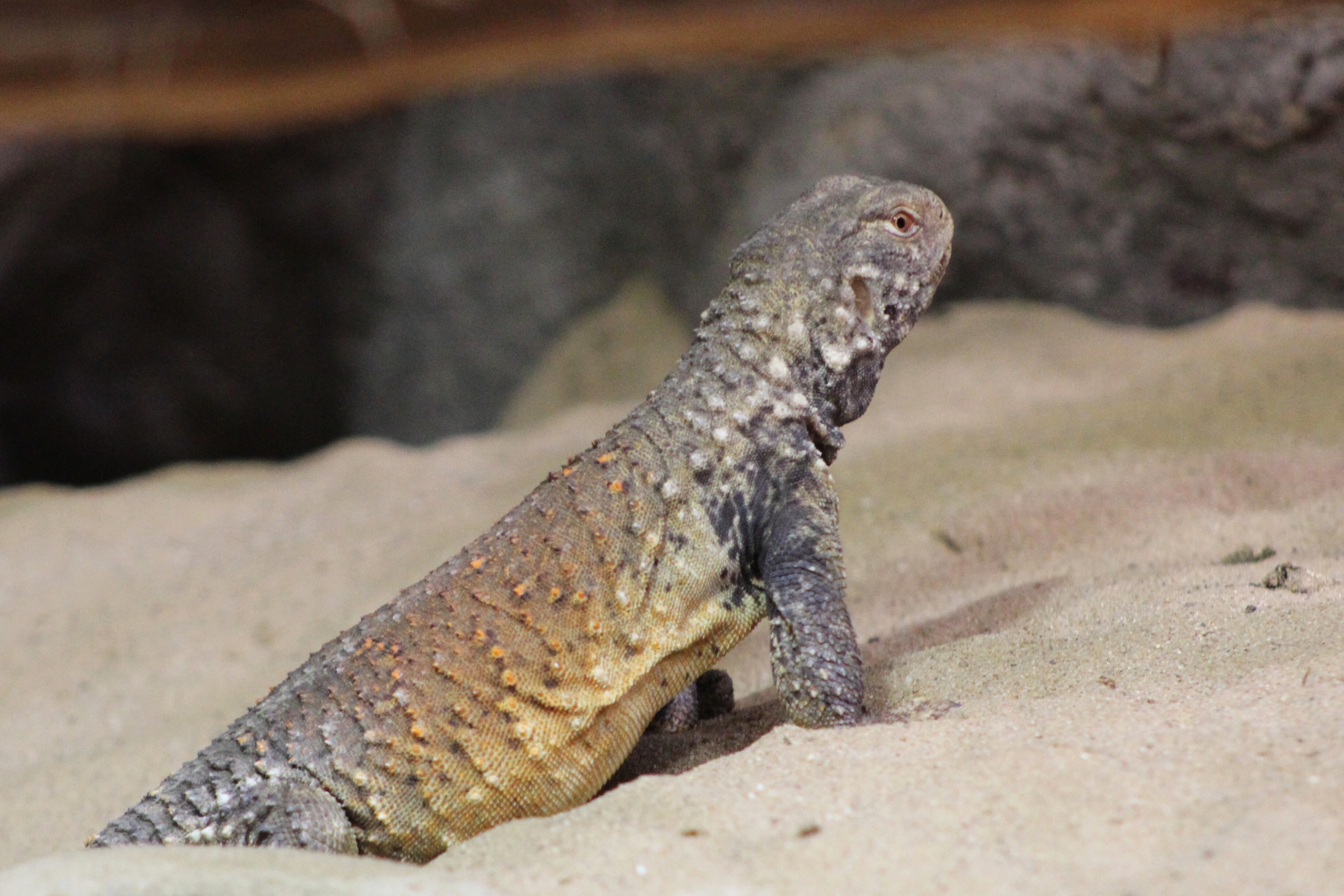 Uromastyx loricatus (Шипохвост иракский)