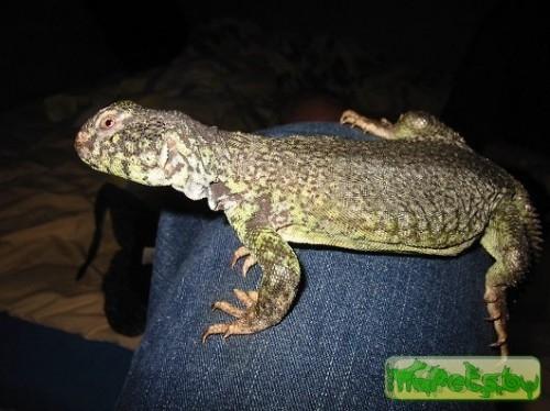 Uromastyx occidentalis (Шипохвост западно-сахарский)