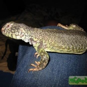 Uromastyx occidentalis (Шипохвост западно-сахарский)