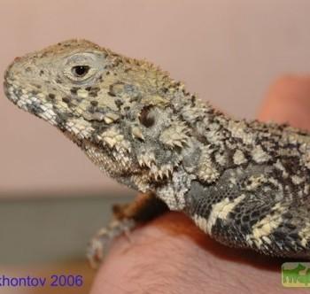 Agama erythrogaster (Агама хорасанская)