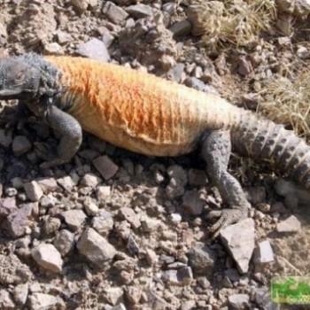 Uromastyx asmussi (Шипохвост иранский)