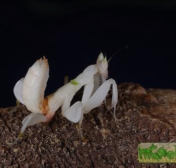 Hymenopus coronatus (Орхидейный богомол)