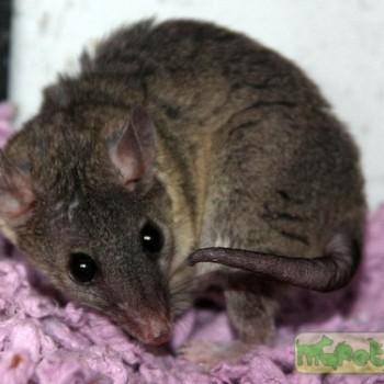 Monodelphis domestica (Домовый опоссум, Серый голохвостый опоссум)