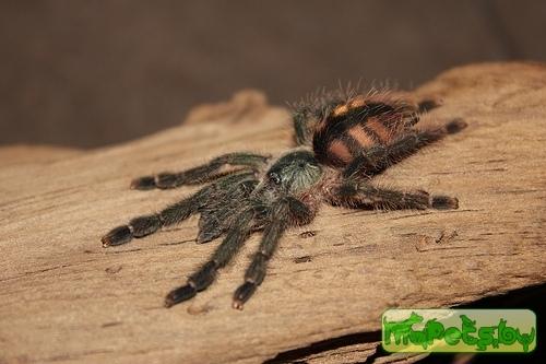 Tapinauchenius subcaeruleus