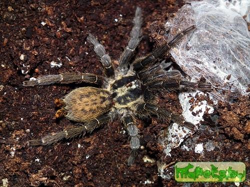Heterothele villosella