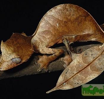 Uroplatus phantasticus (Геккон плоскохвостый фантастичный)