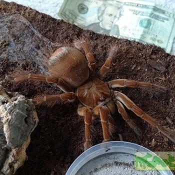 Theraphosa stirmi («burgundy»)