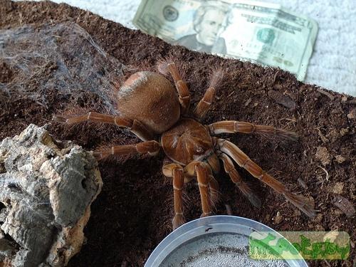 Theraphosa stirmi (