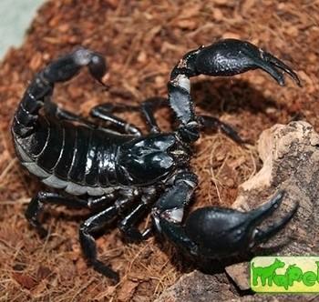 Heterometrus petersii