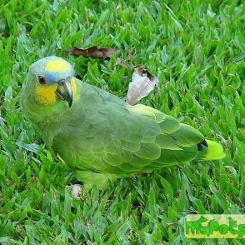 Amazona amazonica