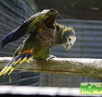 Amazona guildingii