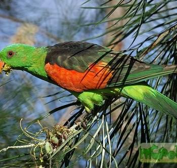 Aprosmictus erythropterus