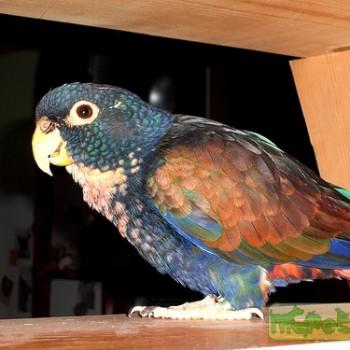 Pionus chalcopterus