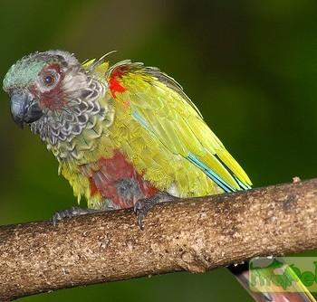 Pyrrhura picta