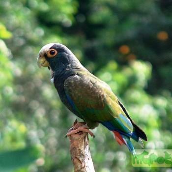 Pionus senilis