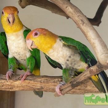 Pionites leucogaster
