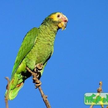 Amazona xanthops