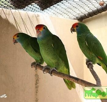 Amazona rhodocorytha