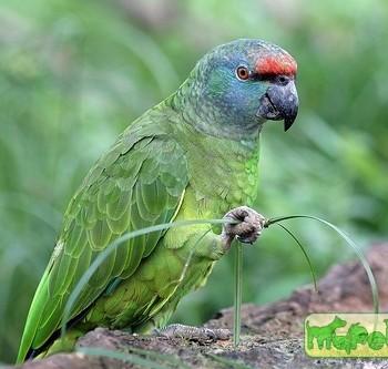 Amazona festiva