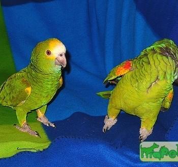 Amazona barbadensis