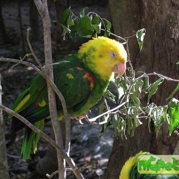 Amazona oratrix
