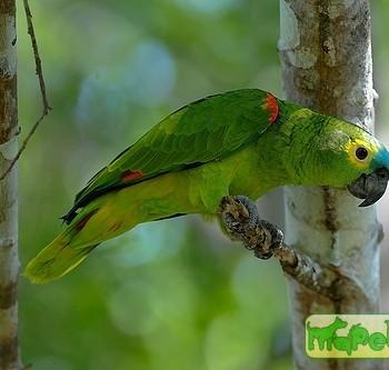 Amazona aestiva