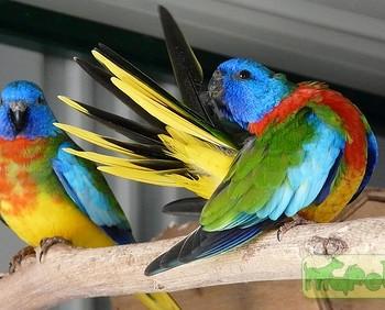 Neophema splendida
