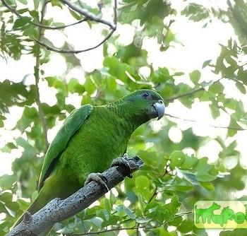 Amazona agilis