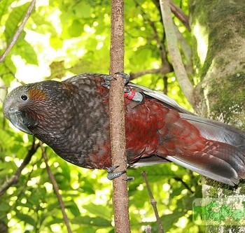 Nestor meridionalis