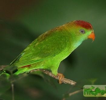 Loriculus beryllinus