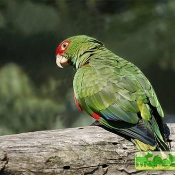 Amazona pretrei