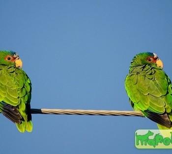 Amazona albifrons