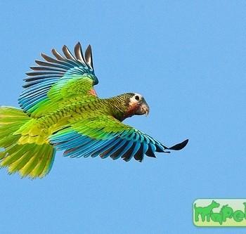 Amazona leucocephala