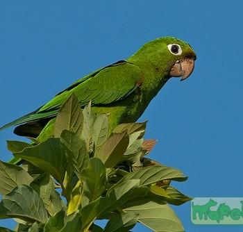 Гаитийская аратинга