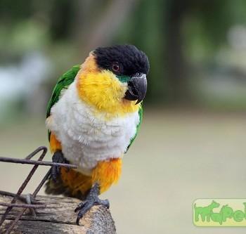 Pionites melanocephala