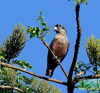 Pionus fuscus