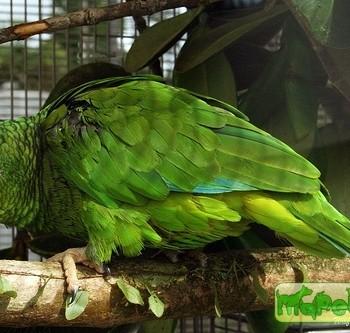 Amazona vittata
