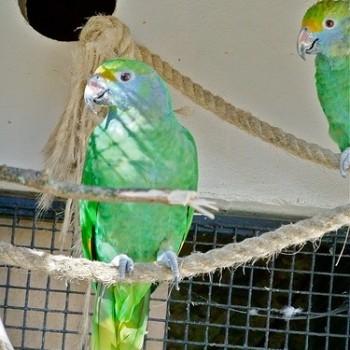 Amazona dufresniana