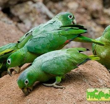 Amazona farinosa