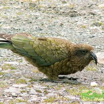 Nestor notabilis