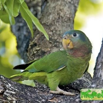 Amazona collaria