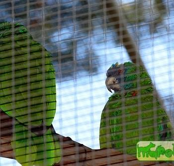 Amazona arausiaca