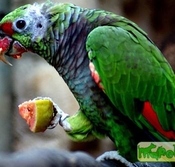 Amazona vinecea