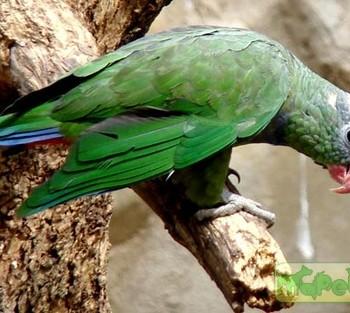 Pionus sordidus