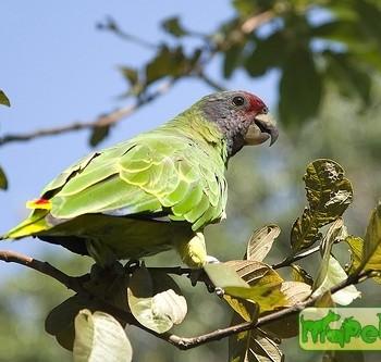 Amazona brasiliensis
